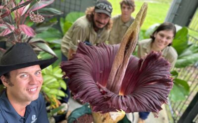 A historic first for Cooktown Botanic Gardens as Big Betty Blooms